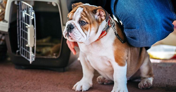 How Long Does It Take an English Bulldog to Get Used to a New Home?