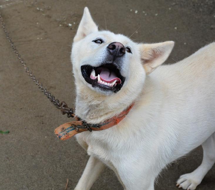 Do Jindo dogs bark?