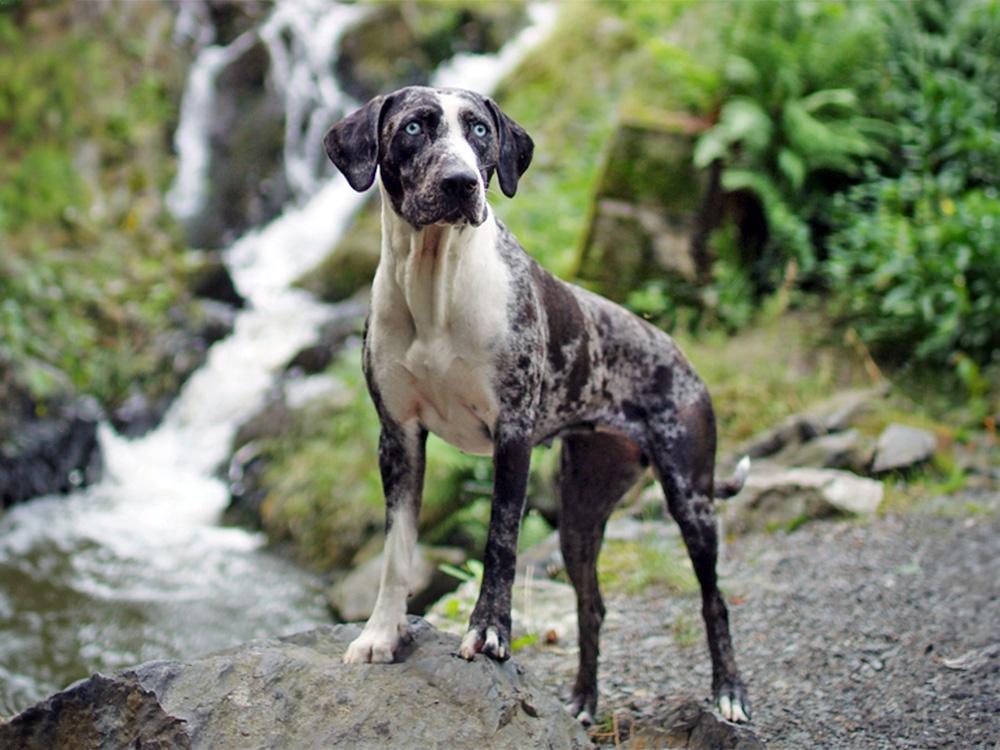 Catahoula leopard dog staying on rock by river