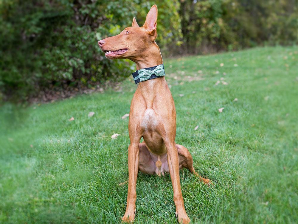 Pharaoh Hound in grass