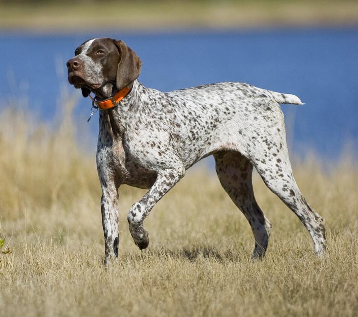 How big does a German Shorthaired Pointer get?