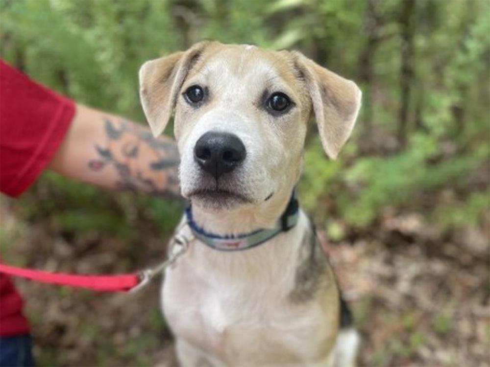 labrador / beagle mix