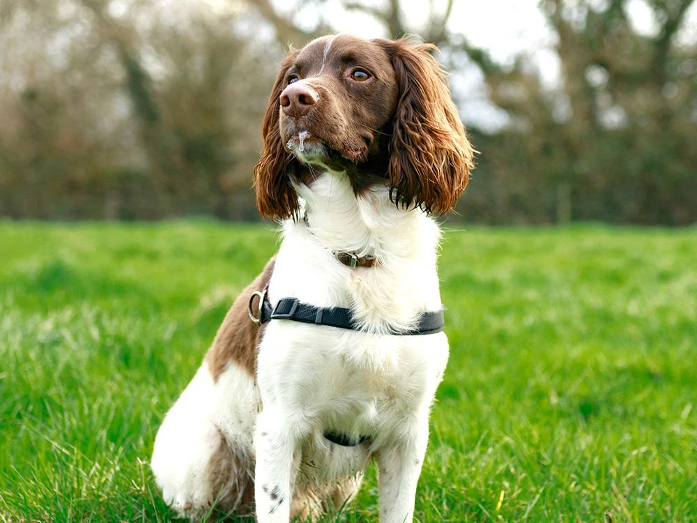 spaniel