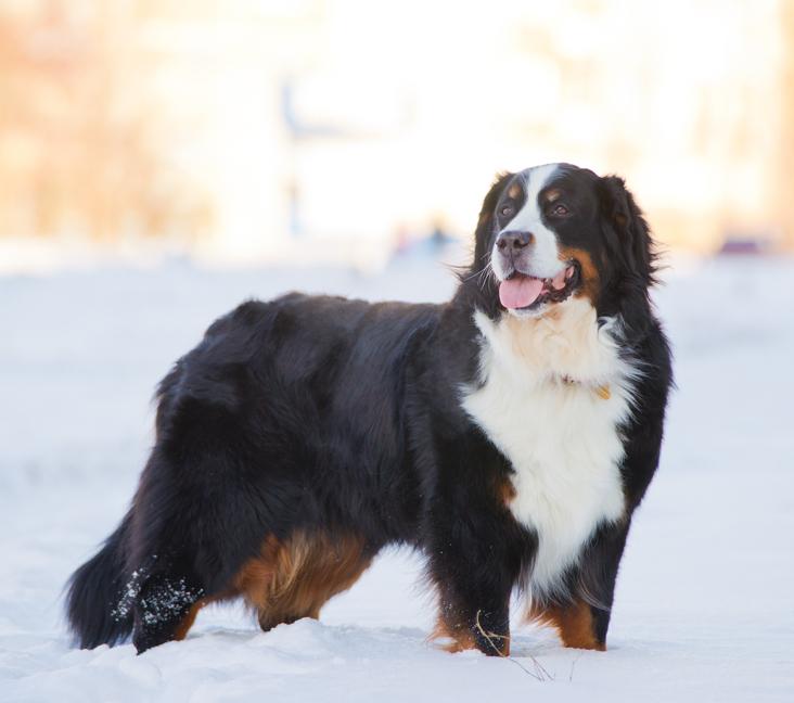 Are Bernese Mountain Dogs good with other dogs?