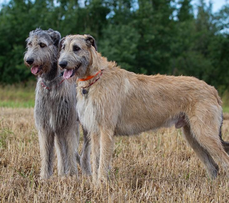 Are Irish Wolfhounds aggressive?