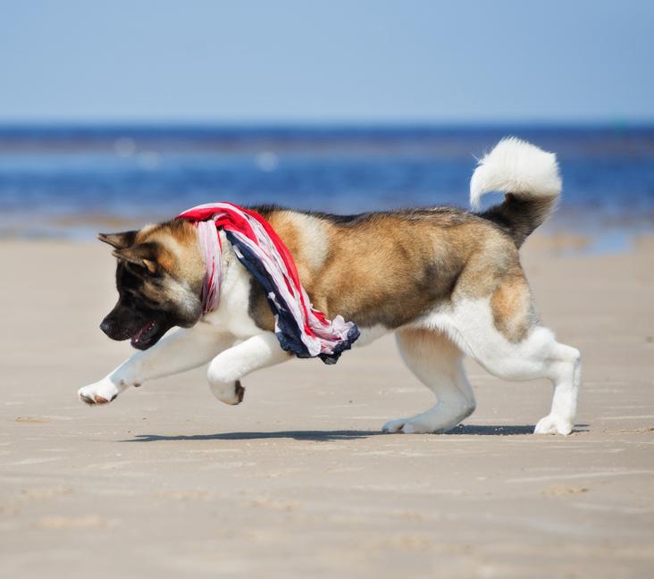 What were Akitas bred for?