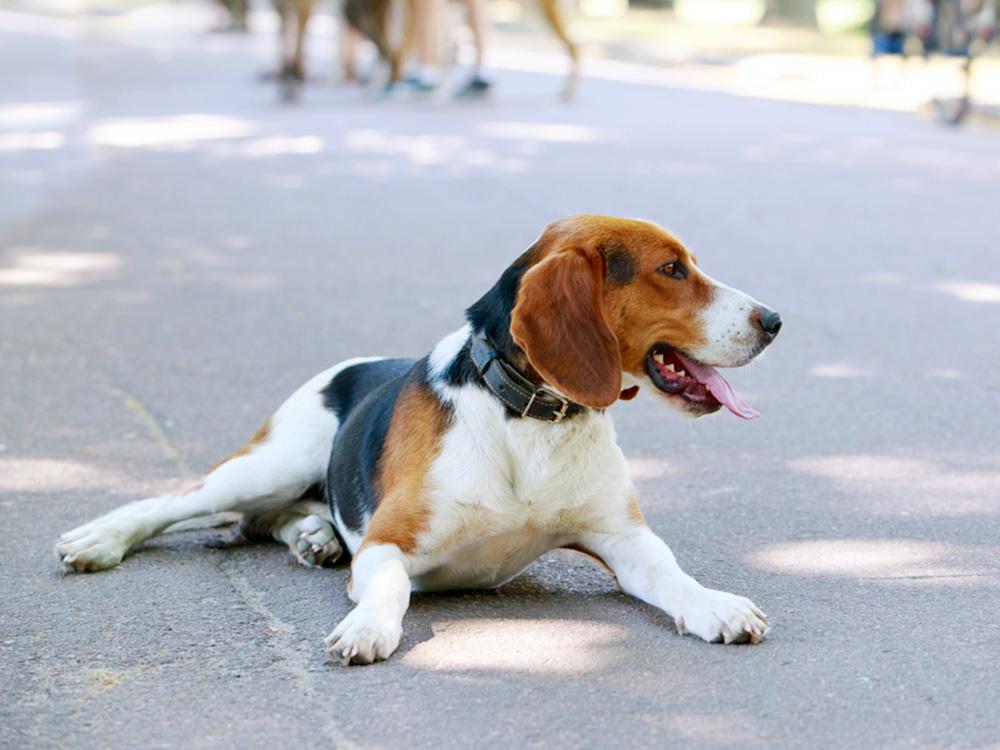 American Foxhound in a public park