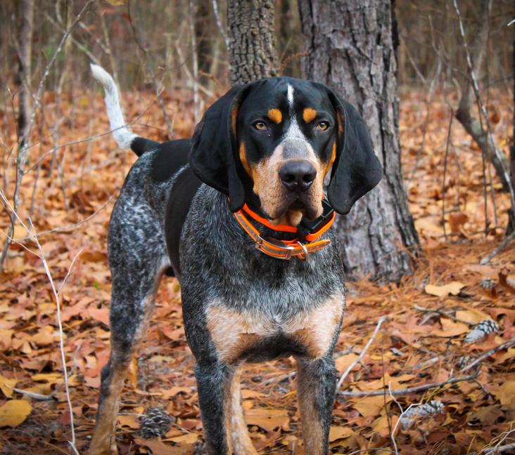 When do Bluetick Coonhounds stop growing?