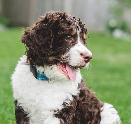 Are Bernedoodles easy to train?