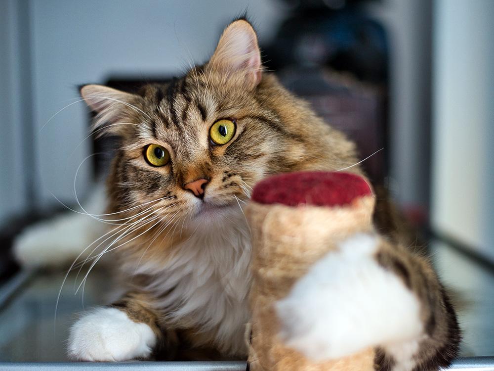 brown ragamuffin cat