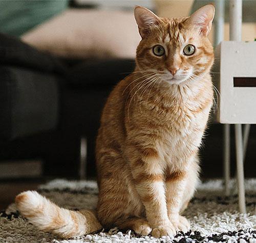 How long do tabby cats live?