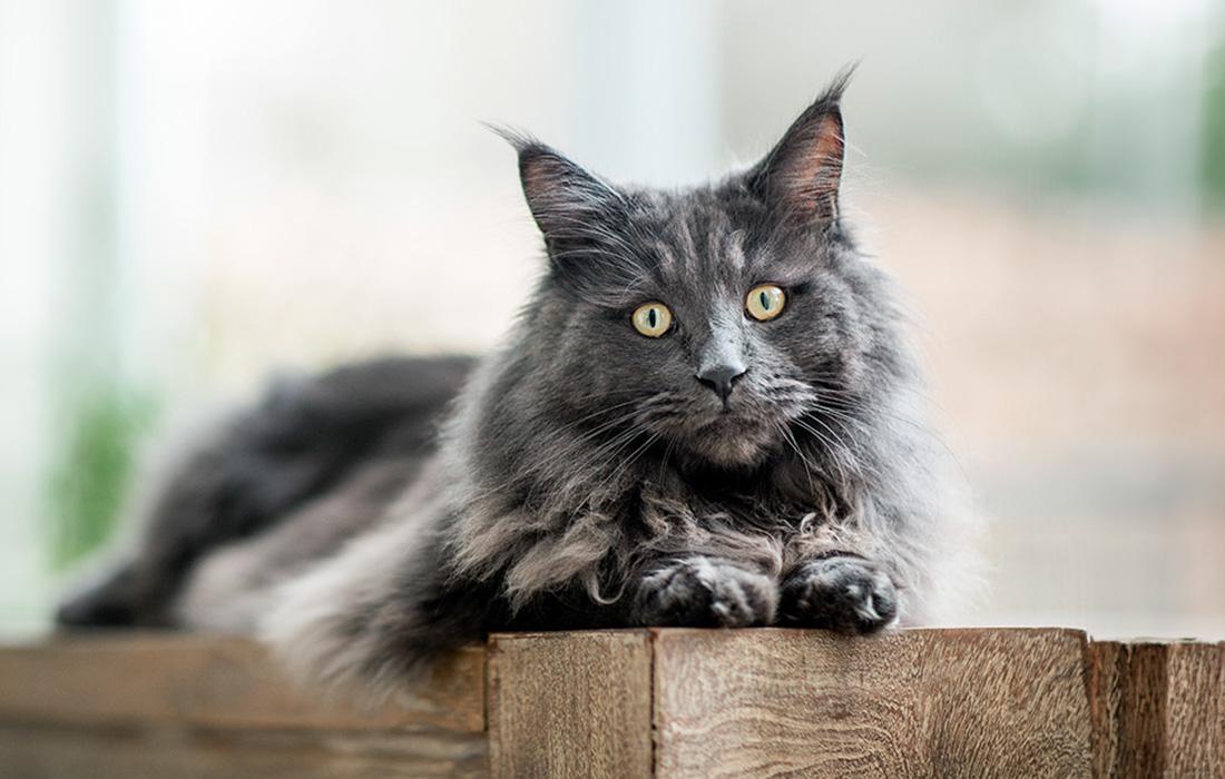 Maine Coon - blue