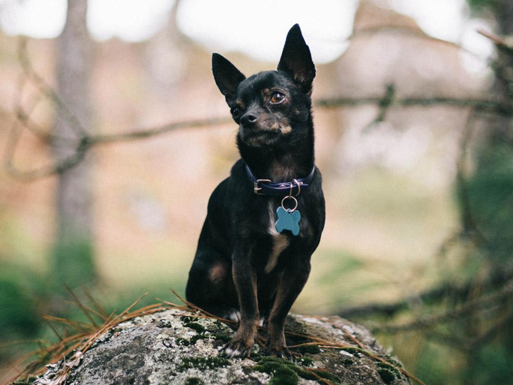 chihuahua dog in forest