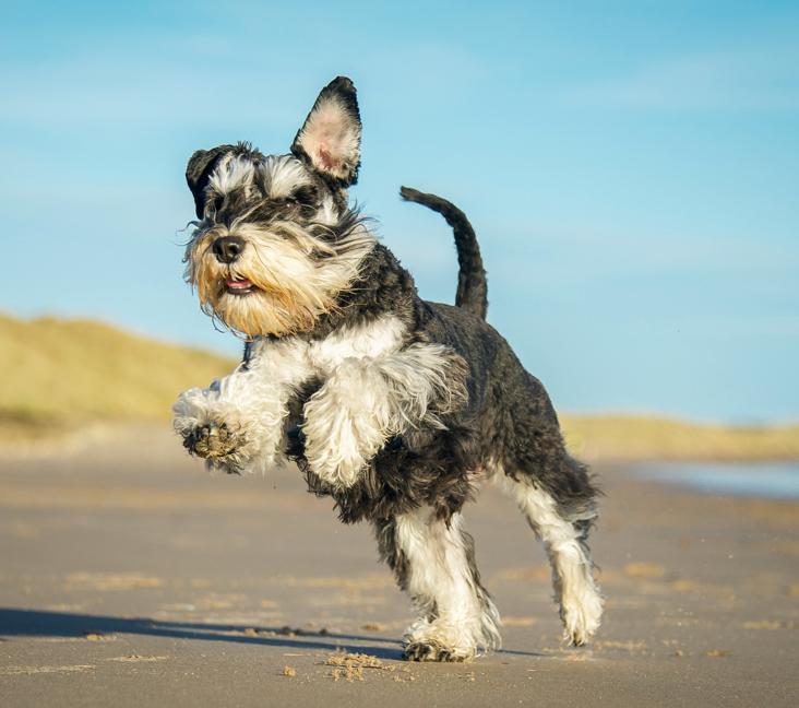 Are Standard Schnauzers cuddly?