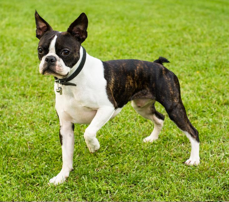 Are Boston Terriers good with kids?