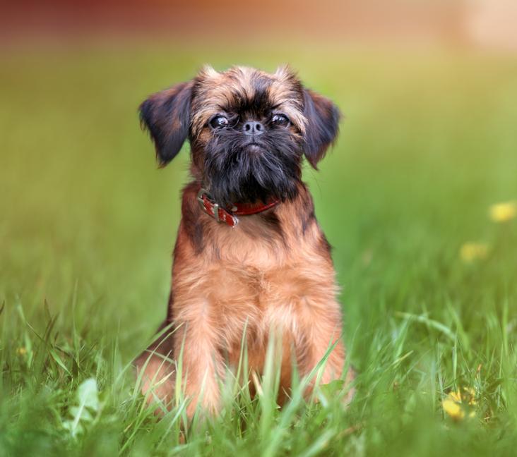 Are Brussels Griffons brachycephalic?