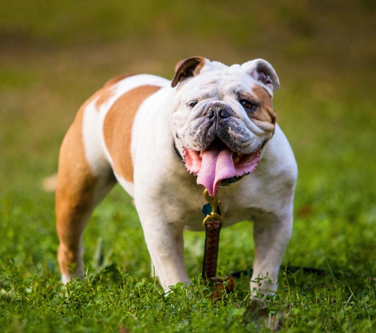 Are English Bulldogs born with tails?