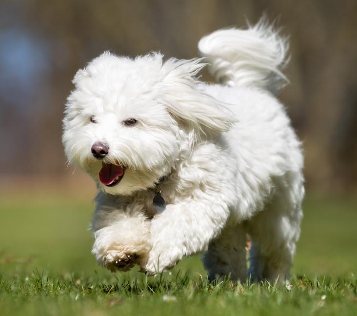 How big does a Coton de Tulear get?