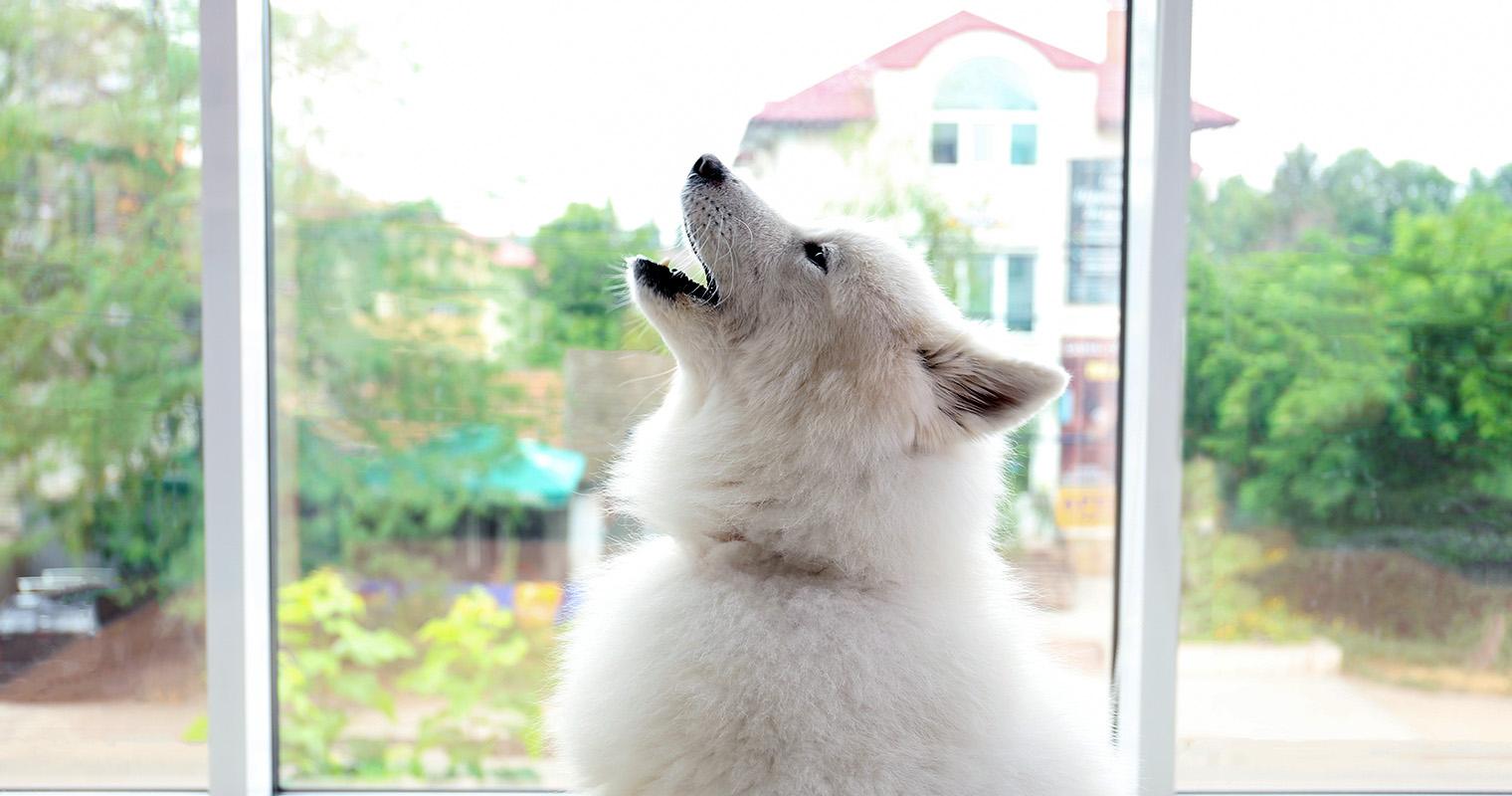 Why Do Dogs Howl When Left Alone?
