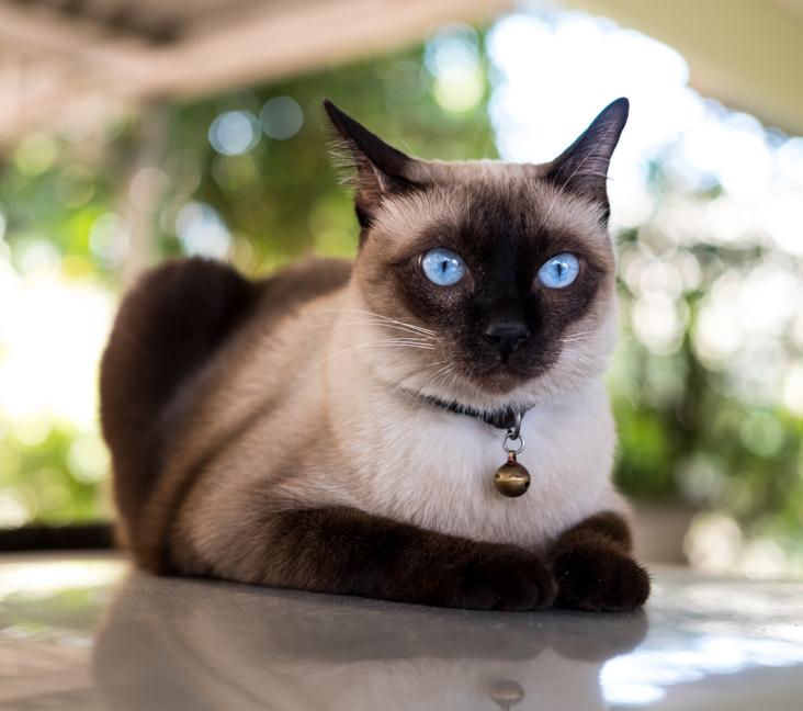 What are the three types of Siamese cats?