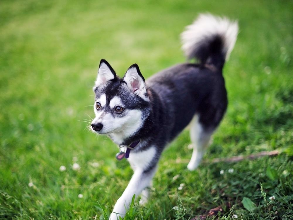 Black and White Alaskan Klee Kai at Park