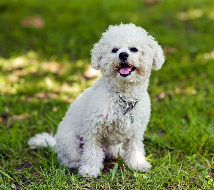 Do Bichon Frise lose their teeth?