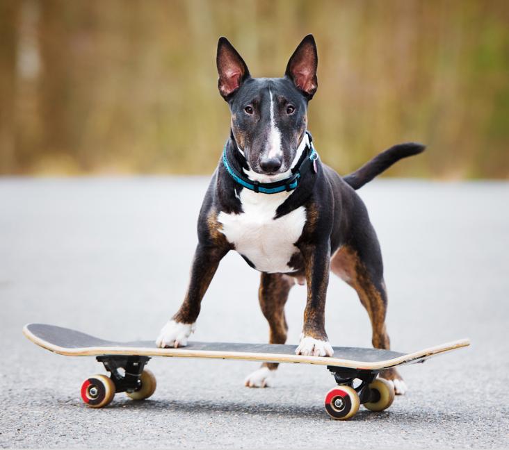 Do Bull Terriers have health problems?