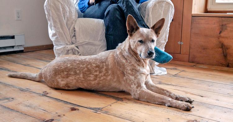 How Do I Find a Good Home for My Australian Cattle Dog?