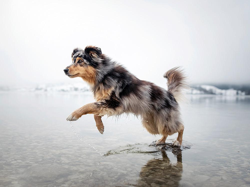 Australian Shepherd on beach