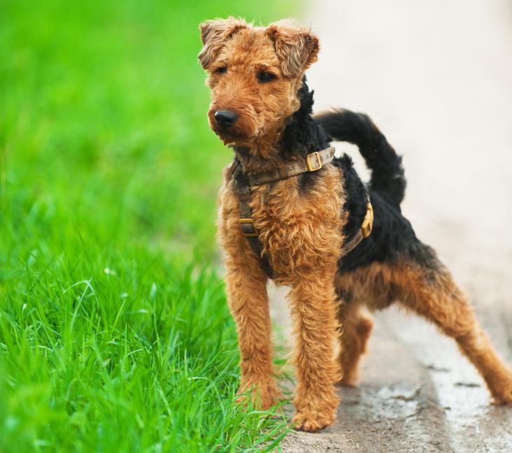 Can a Welsh Terrier have erect ears?