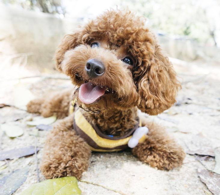 Where can I adopt a Toy Poodle?