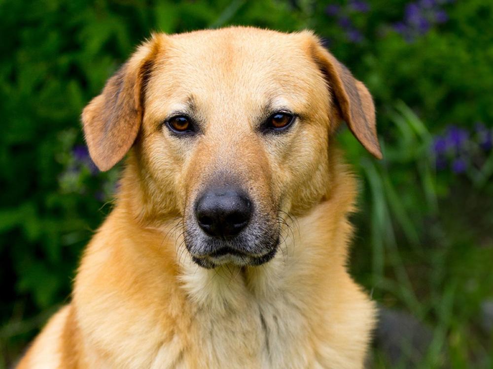 Chinook dog