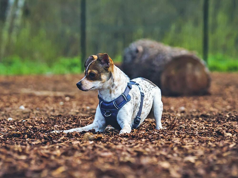 Rat Terrier wearing harness