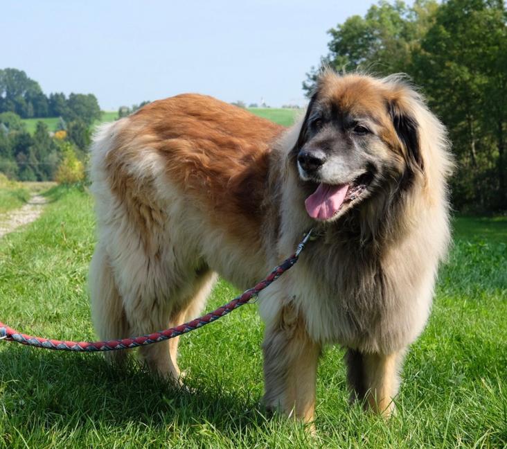 How big do Leonbergers get?