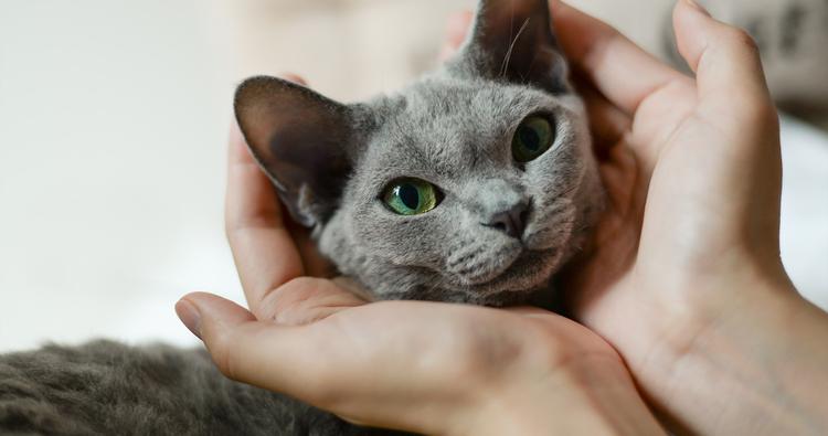 11 Gray Cat Breeds That Are the Definition of Sleek