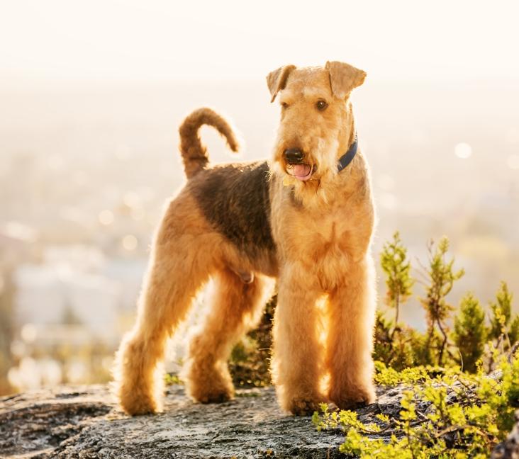 What color are Airedale Terriers?