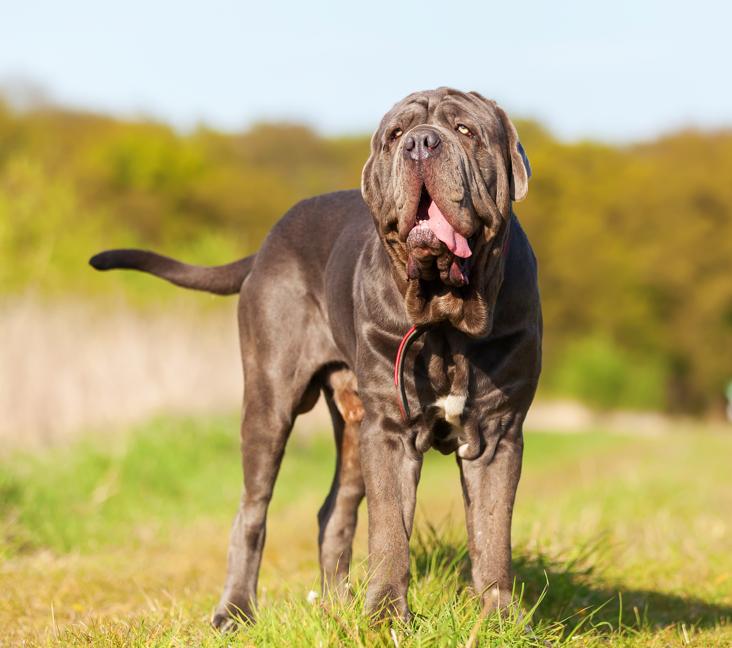 Where are Neapolitan Mastiffs from?