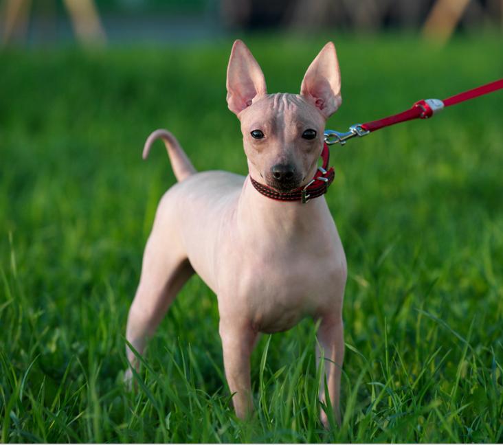 Are American Hairless Terriers good with other dogs?