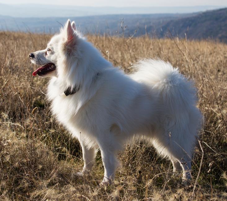 Do American Eskimo Dogs get along with other dogs?