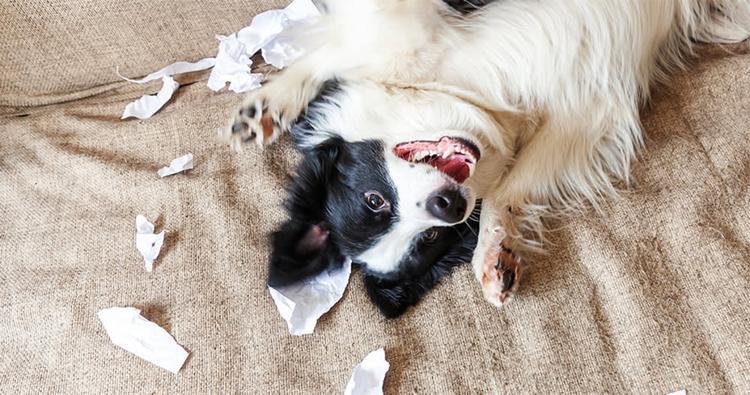 When Is a Dog’s Teenage Phase?