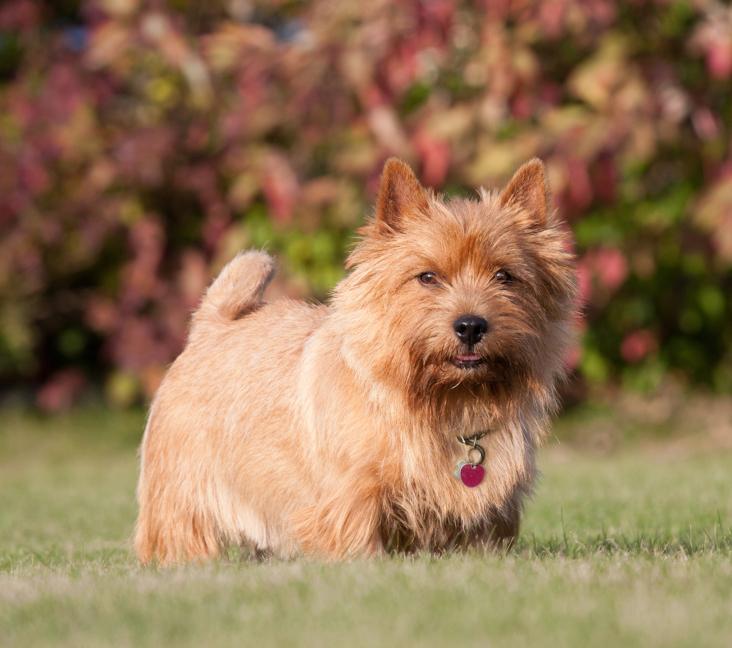 How big are Norwich Terriers?