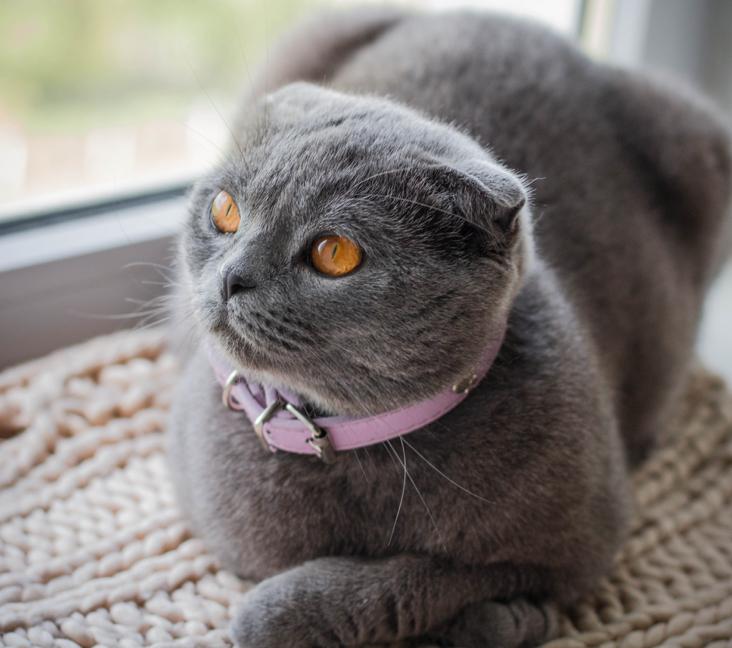 Do Scottish Fold cats get along with dogs?