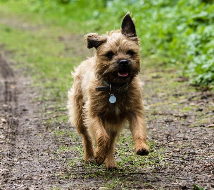 Where are Border Terriers from?