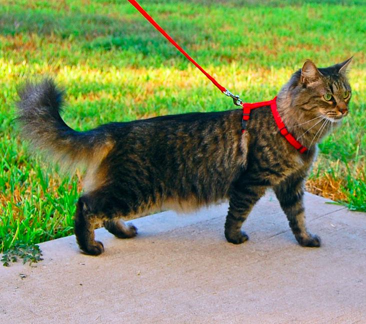 Are domestic longhair cats good with dogs?