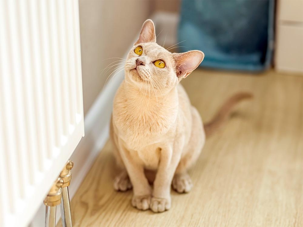 Burmese cat on ground