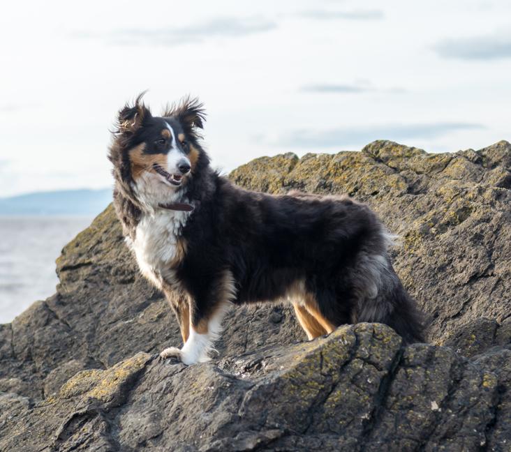 Are Shelties good with cats?