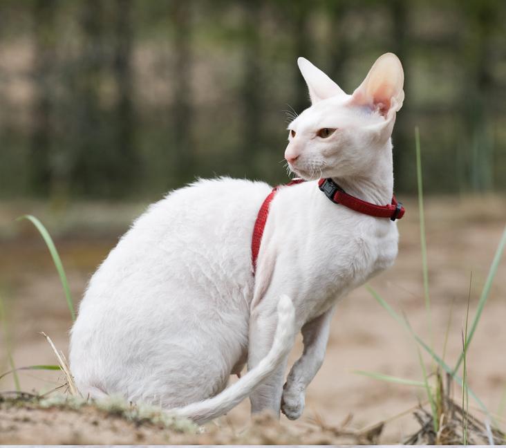 Do Cornish Rex cats shed?