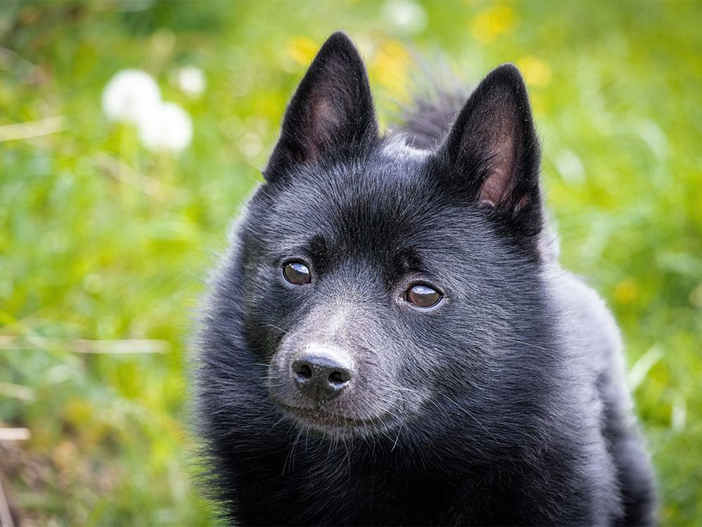 Schipperke