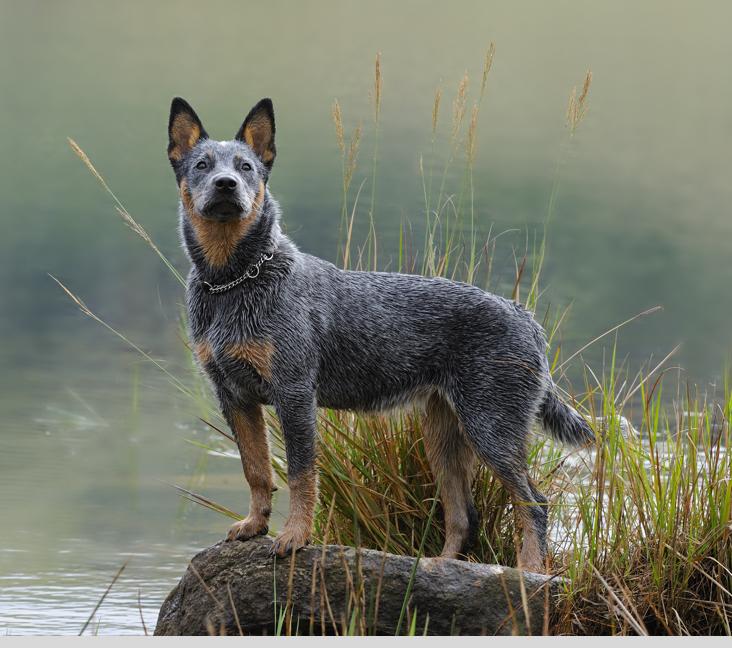 Are Australian Cattle Dogs good family dogs?