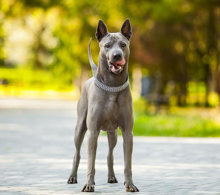 What dog group is the Thai Ridgeback under?